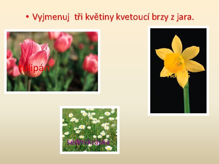  • Vyjmenuj tři květiny kvetoucí brzy z jara. tulipán narcis sedmikráska 