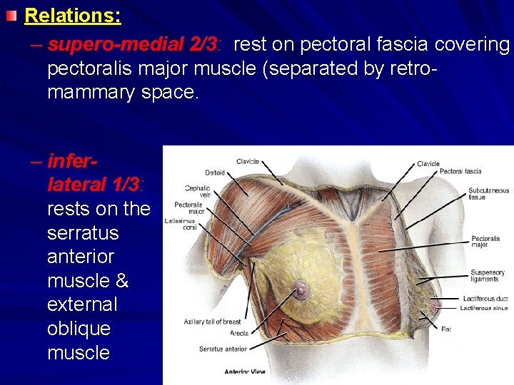 Relations: – supero-medial 2/3: rest on pectoral fascia covering pectoralis major muscle (separated by