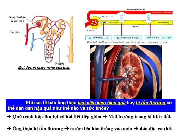 Đọc thông tin và quan sát hình vẽ sau, trả lời câu hỏi dưới