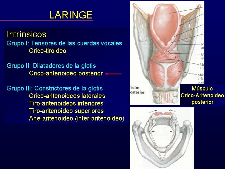 LARINGE Intrínsicos Grupo I: Tensores de las cuerdas vocales Crico-tiroideo Grupo II: Dilatadores de