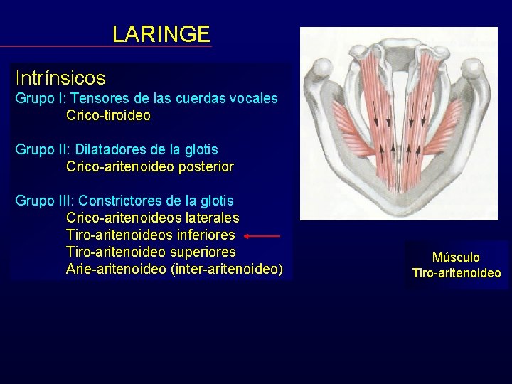 LARINGE Intrínsicos Grupo I: Tensores de las cuerdas vocales Crico-tiroideo Grupo II: Dilatadores de