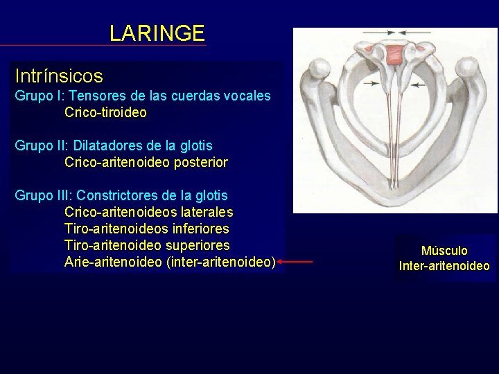 LARINGE Intrínsicos Grupo I: Tensores de las cuerdas vocales Crico-tiroideo Grupo II: Dilatadores de