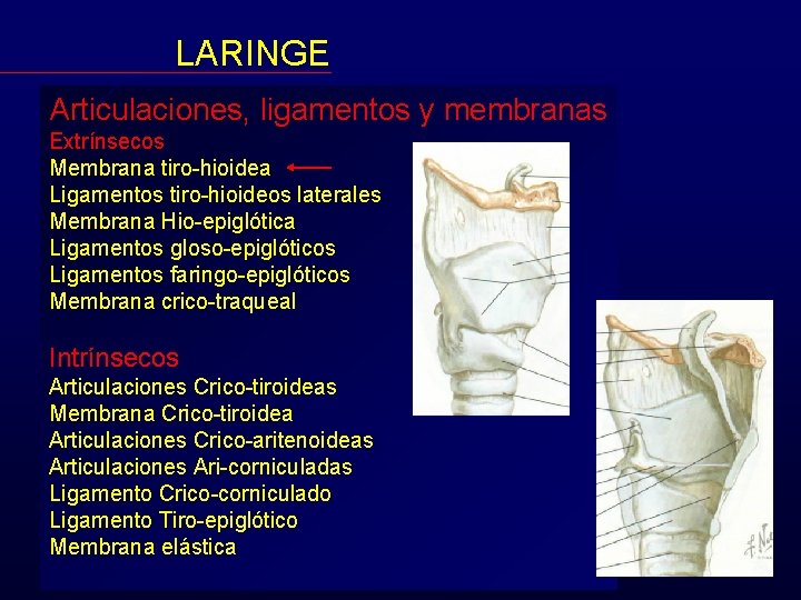 LARINGE Articulaciones, ligamentos y membranas Extrínsecos Membrana tiro-hioidea Ligamentos tiro-hioideos laterales Membrana Hio-epiglótica Ligamentos