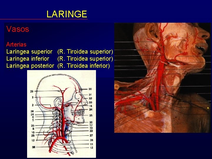 LARINGE Vasos Arterias Laríngea superior (R. Tiroidea superior) Laríngea inferior (R. Tiroidea superior) Laríngea