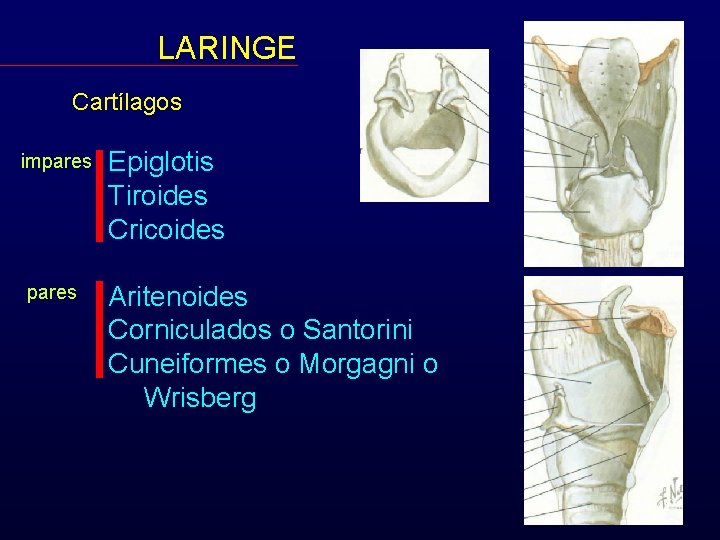 LARINGE Cartílagos impares Epiglotis Tiroides Cricoides Aritenoides Corniculados o Santorini Cuneiformes o Morgagni o