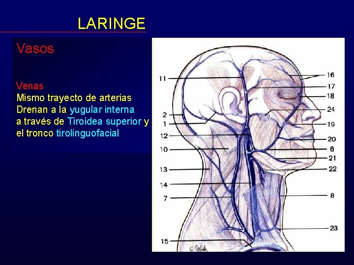 LARINGE Vasos Venas Mismo trayecto de arterias Drenan a la yugular interna a través