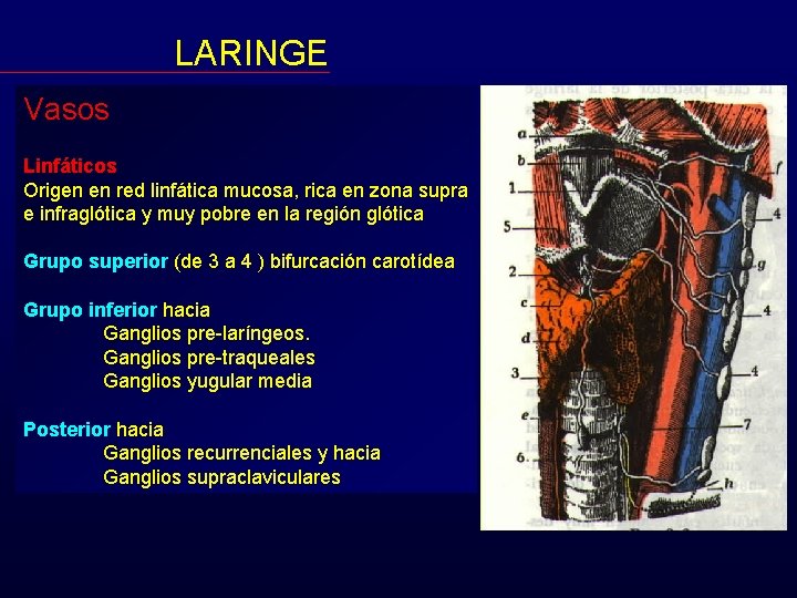 LARINGE Vasos Linfáticos Origen en red linfática mucosa, rica en zona supra e infraglótica