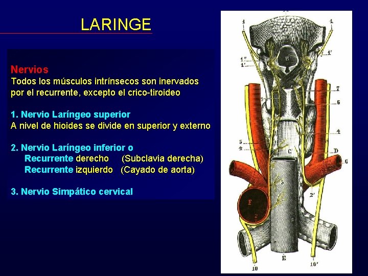 LARINGE Nervios Todos los músculos intrínsecos son inervados por el recurrente, excepto el crico-tiroideo