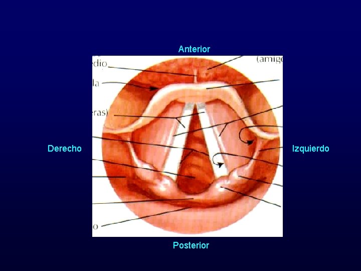 Anterior Derecho Izquierdo Posterior 