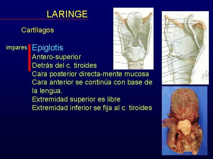 LARINGE Cartílagos impares Epiglotis Antero-superior Detrás del c. tiroides Cara posterior directa-mente mucosa Cara