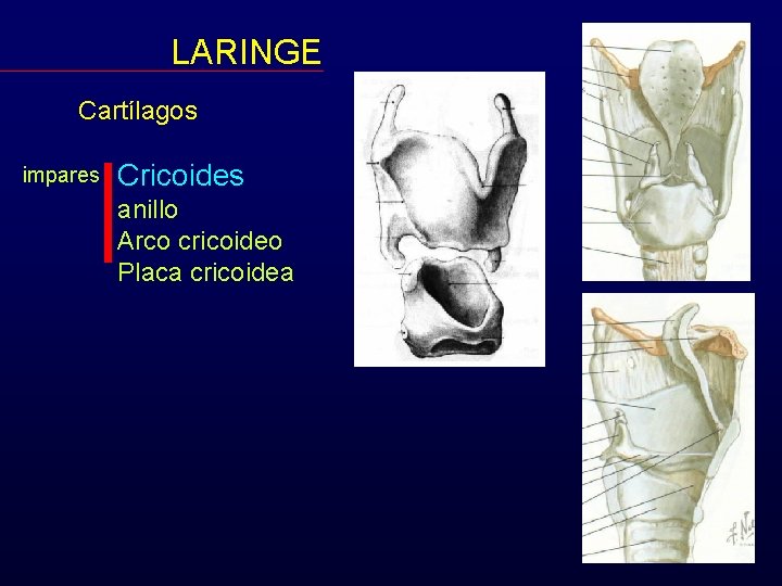 LARINGE Cartílagos impares Cricoides anillo Arco cricoideo Placa cricoidea 