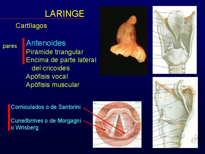 LARINGE Cartílagos pares Aritenoides Pirámide triangular Encima de parte lateral del cricoides Apófisis vocal