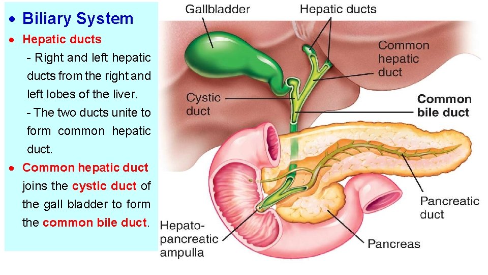  Biliary System Hepatic ducts - Right and left hepatic ducts from the right