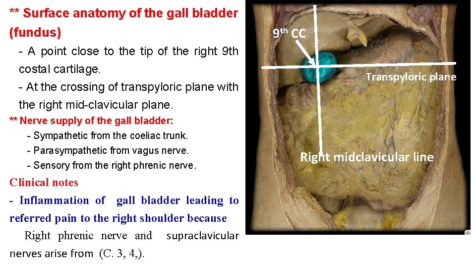 ** Surface anatomy of the gall bladder (fundus) - A point close to the