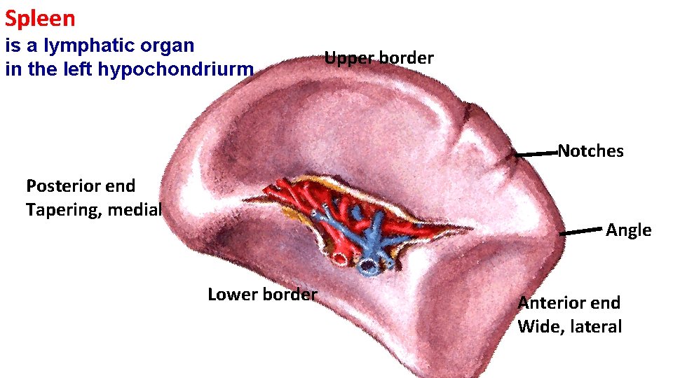 Spleen is a lymphatic organ in the left hypochondriurm Upper border Notches Posterior end