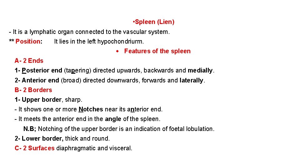  • Spleen (Lien) - It is a lymphatic organ connected to the vascular