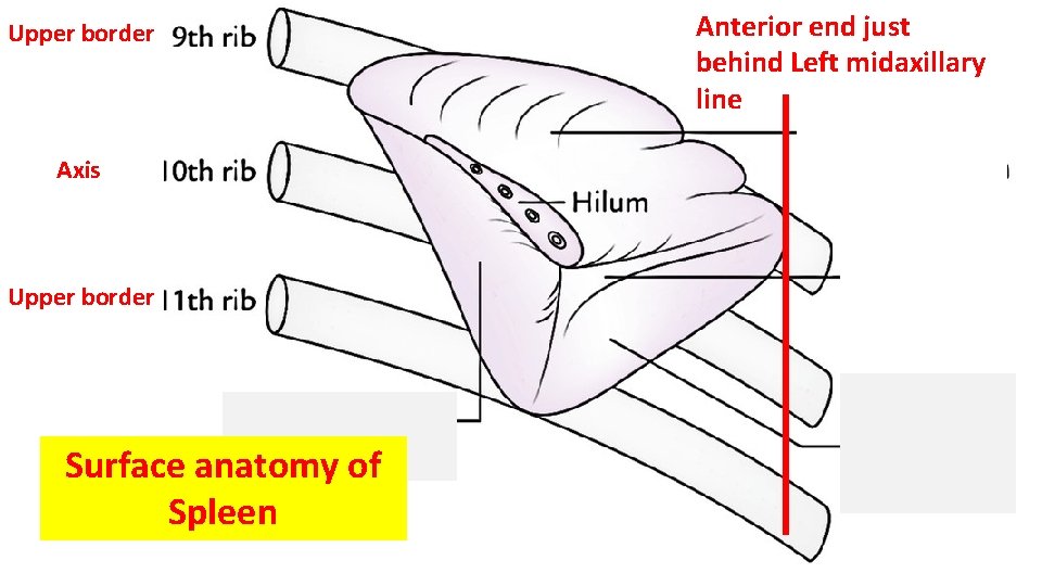Upper border Axis Upper border Surface anatomy of Spleen Anterior end just behind Left