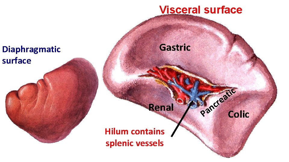 Visceral surface Diaphragmatic surface Gastric Renal Hilum contains splenic vessels ic t ea r