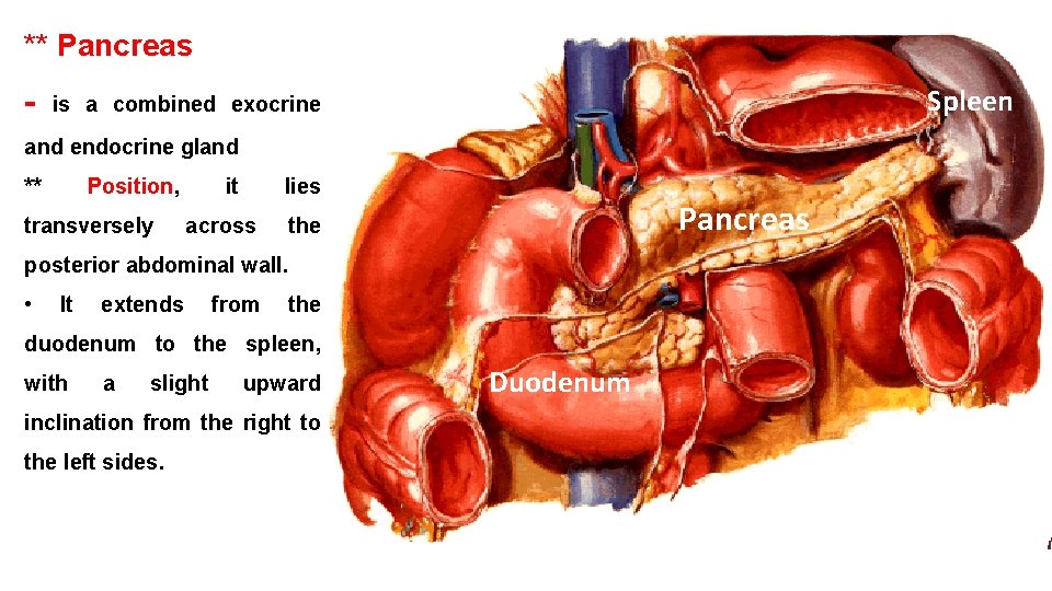 ** Pancreas - Spleen is a combined exocrine and endocrine gland ** Position, transversely