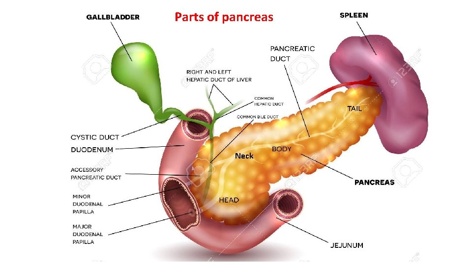 Parts of pancreas Neck 