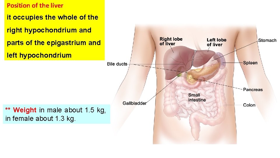 Position of the liver it occupies the whole of the right hypochondrium and parts