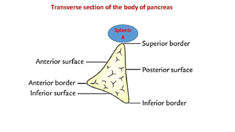 Transverse section of the body of pancreas Splenic A 