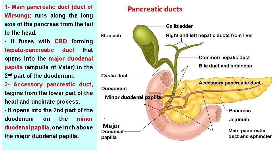1 - Main pancreatic duct (duct of Wirsung); runs along the long axis of