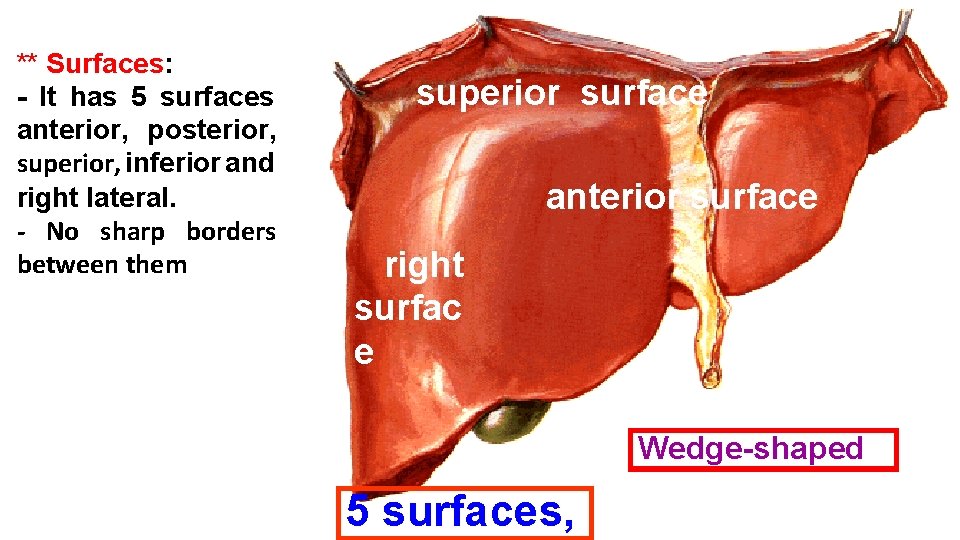 ** Surfaces: - It has 5 surfaces anterior, posterior, superior, inferior and right lateral.