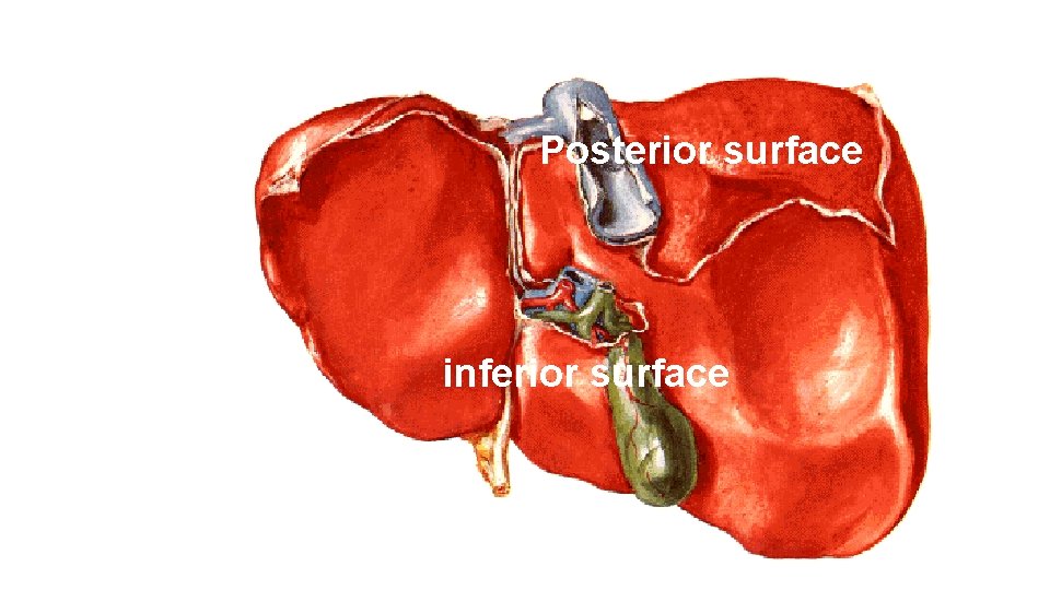 Posterior surface inferior surface 