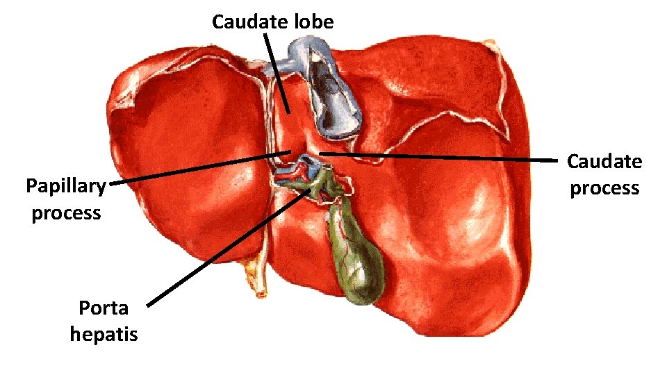 Caudate lobe Papillary process Porta hepatis Caudate process 
