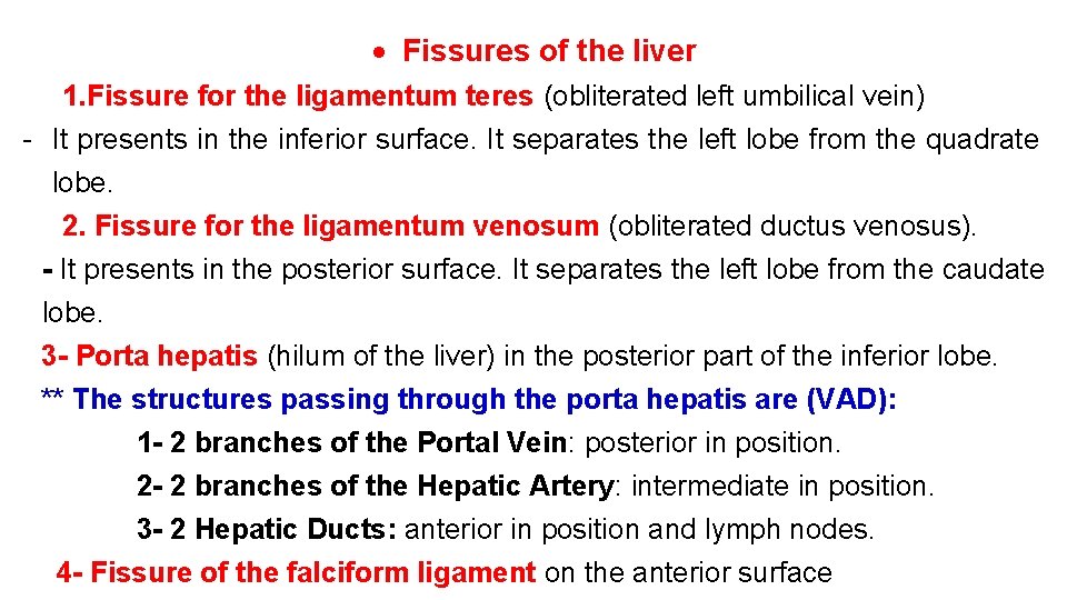  Fissures of the liver 1. Fissure for the ligamentum teres (obliterated left umbilical