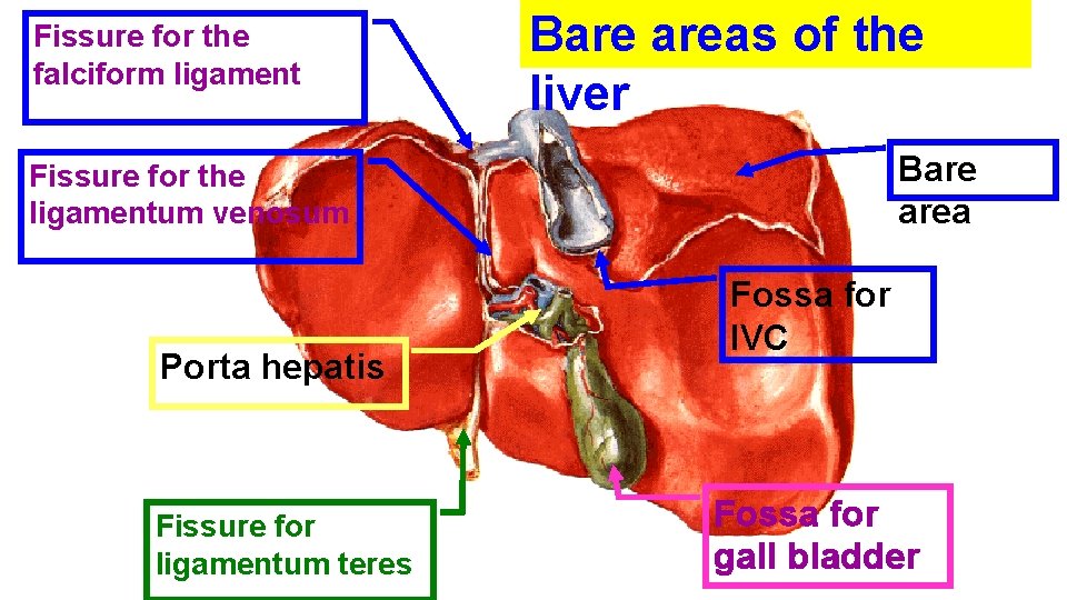 Fissure for the falciform ligament Bare areas of the liver Bare area Fissure for