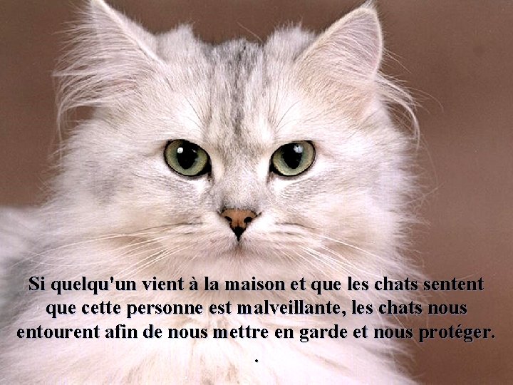 Si quelqu'un vient à la maison et que les chats sentent que cette personne