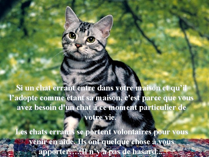 Si un chat errant entre dans votre maison et qu’il l’adopte comme étant sa