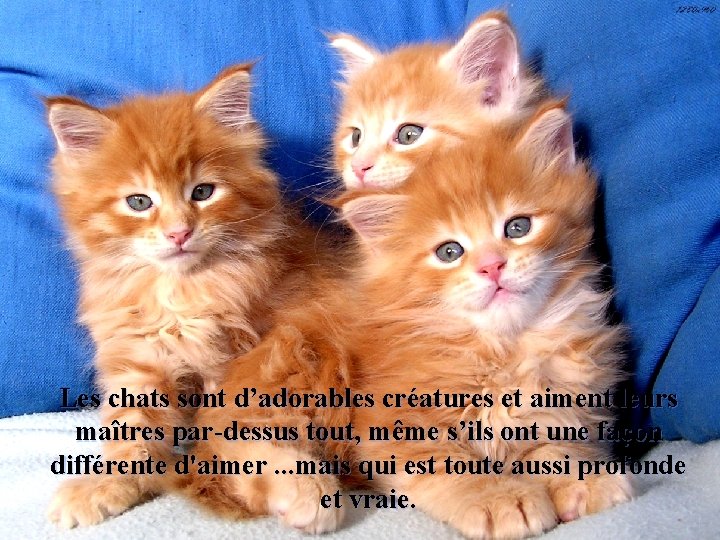 Les chats sont d’adorables créatures et aiment leurs maîtres par-dessus tout, même s’ils ont