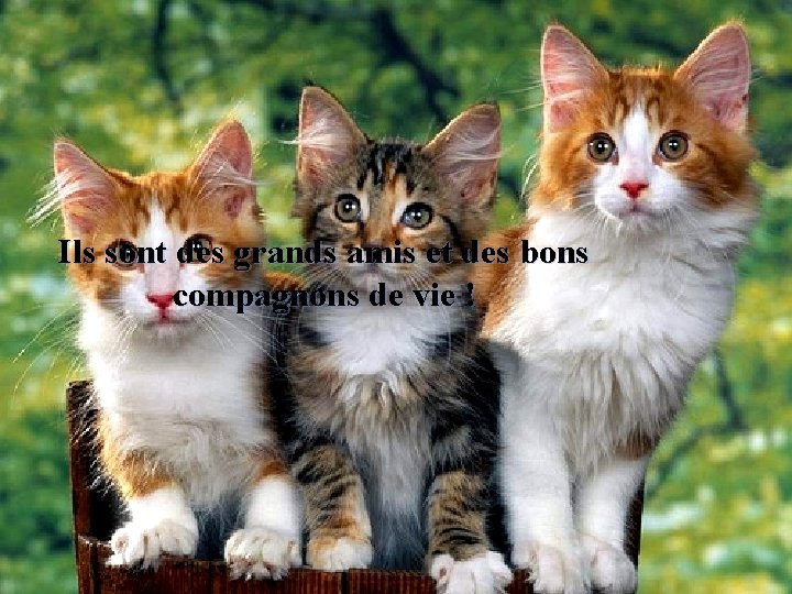 Ils sont des grands amis et des bons compagnons de vie ! 