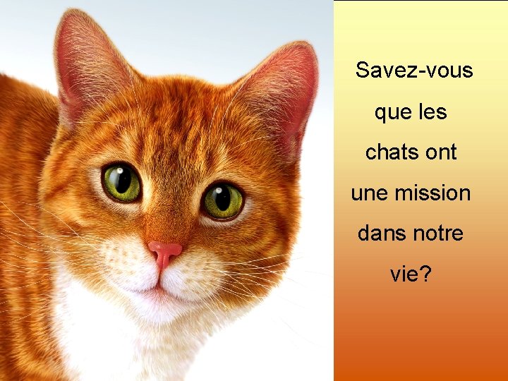 Savez-vous que les chats ont une mission dans notre vie? 