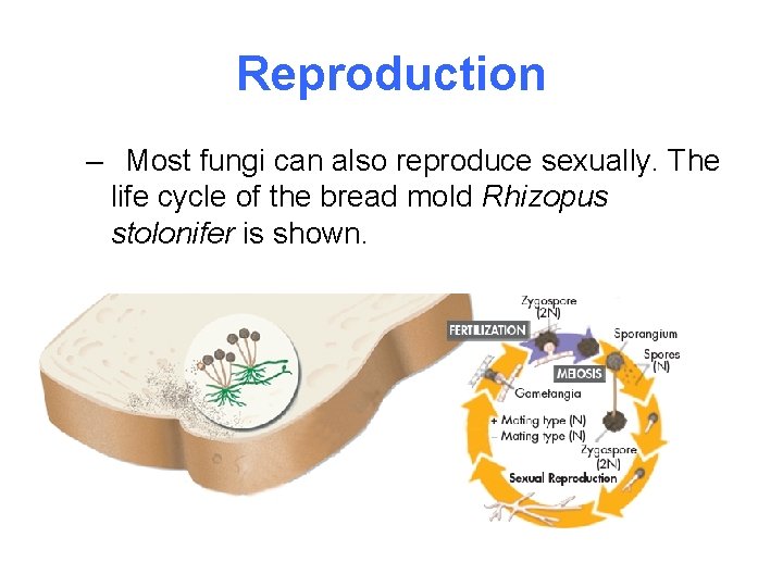 Reproduction – Most fungi can also reproduce sexually. The life cycle of the bread