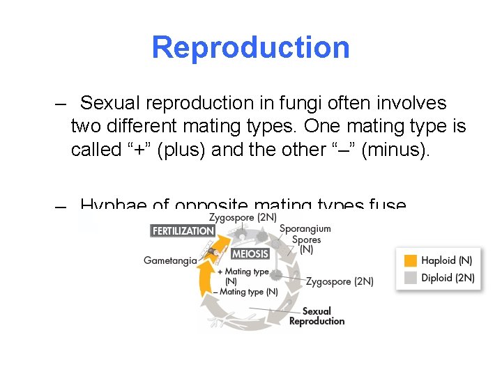 Reproduction – Sexual reproduction in fungi often involves two different mating types. One mating