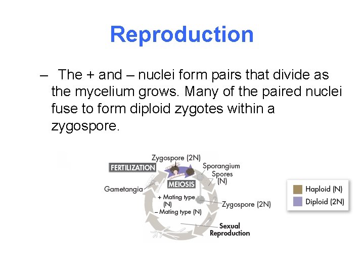 Reproduction – The + and – nuclei form pairs that divide as the mycelium