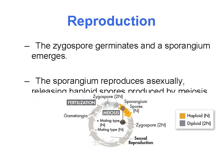 Reproduction – The zygospore germinates and a sporangium emerges. – The sporangium reproduces asexually,