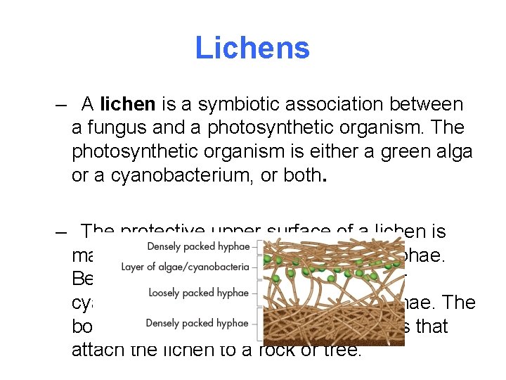 Lichens – A lichen is a symbiotic association between a fungus and a photosynthetic