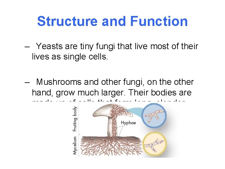 Structure and Function – Yeasts are tiny fungi that live most of their lives