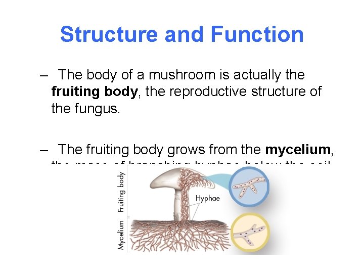 Structure and Function – The body of a mushroom is actually the fruiting body,