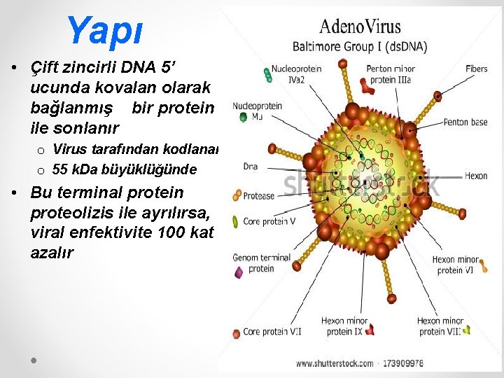 Yapı • Çift zincirli DNA 5’ ucunda kovalan olarak bağlanmış bir protein ile sonlanır