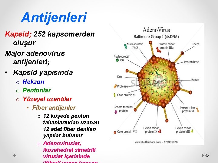 Antijenleri Kapsid; 252 kapsomerden oluşur Major adenovirus antijenleri; • Kapsid yapısında o Hekzon o