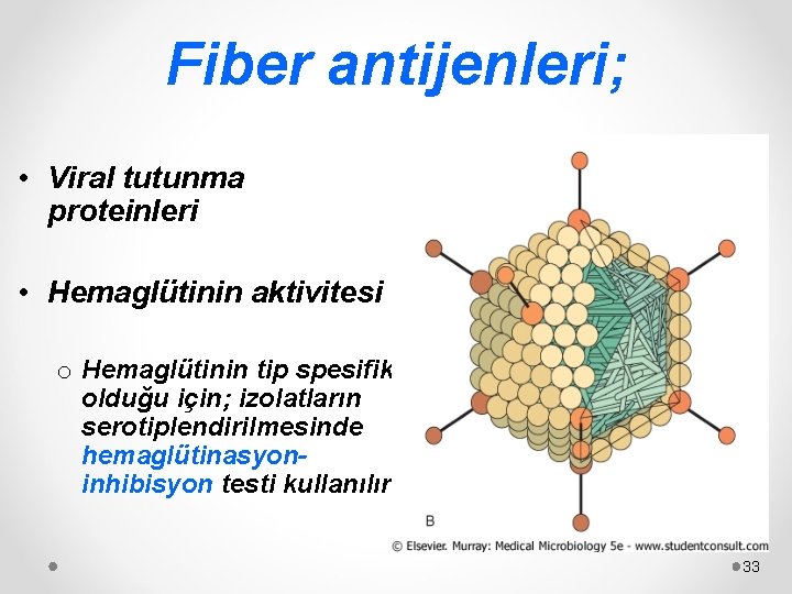 Fiber antijenleri; • Viral tutunma proteinleri • Hemaglütinin aktivitesi o Hemaglütinin tip spesifik olduğu