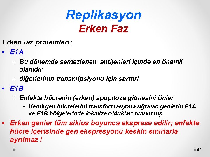 Replikasyon Erken Faz Erken faz proteinleri: • E 1 A o Bu dönemde sentezlenen