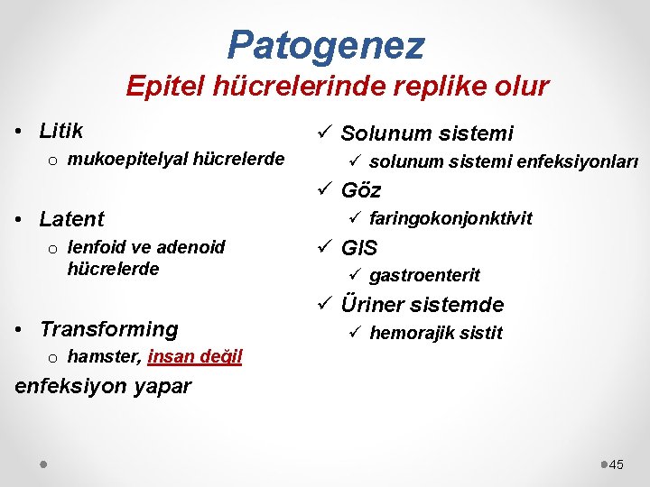 Patogenez Epitel hücrelerinde replike olur • Litik o mukoepitelyal hücrelerde ü Solunum sistemi ü