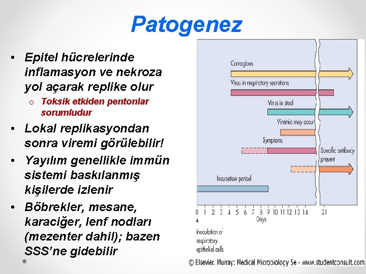 Patogenez • Epitel hücrelerinde inflamasyon ve nekroza yol açarak replike olur o Toksik etkiden